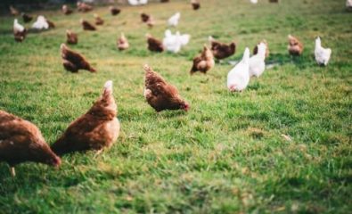 Pour lutter contre l'influenza aviaire