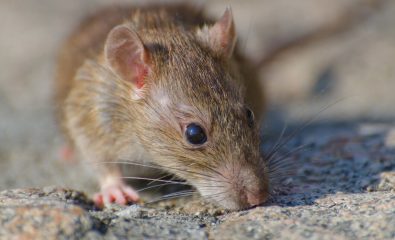 Campagne de dératisation 🐀