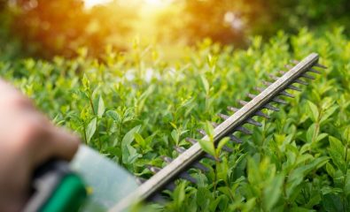 Élagage des arbres et taille des haies