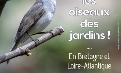 Les 25 et 26 janvier, je compte les oiseaux dans mon jardin