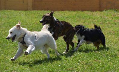 Rencontre éducative canine